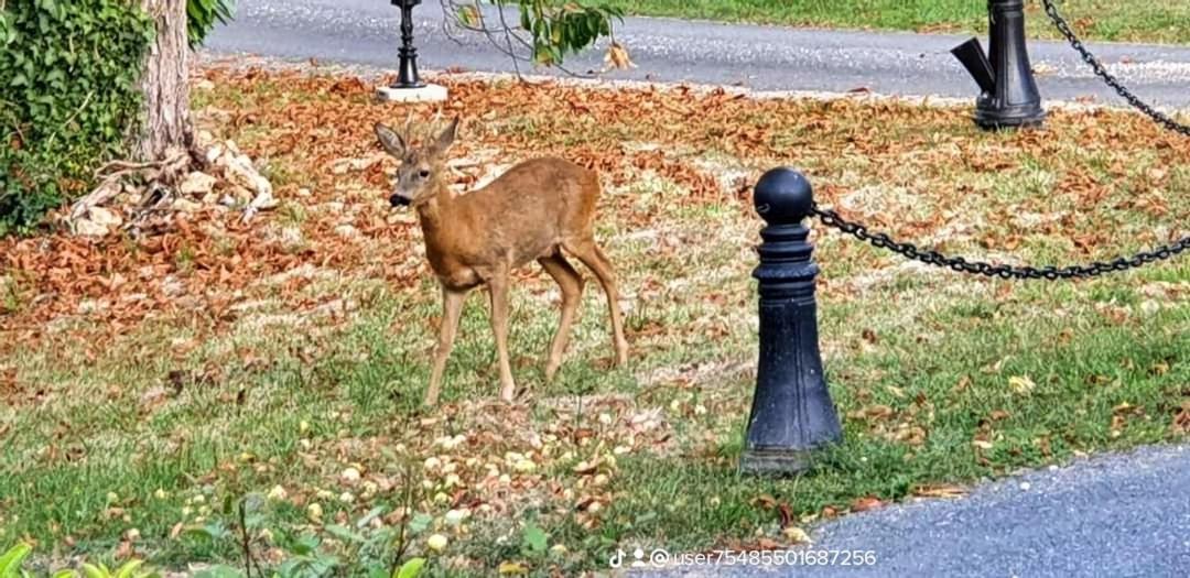 Gites Du Domaine De La Gauderie Sanilhac  ภายนอก รูปภาพ
